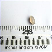 Oval Accessory - Vintage Nude Colour